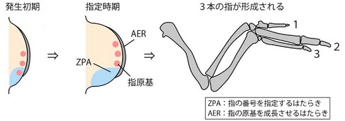 図3. ニワトリ前肢の発生過程（模式図）.jpg