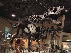 国立科学博物館B1F#1ティラノサウルス.JPG
