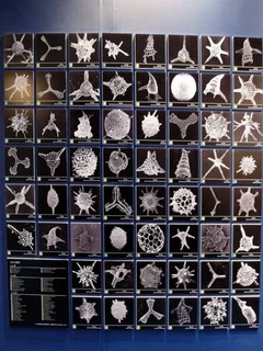 深海探査と微化石の世界#5.JPG
