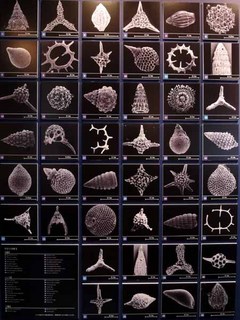 深海探査と微化石の世界#6.JPG