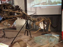 黄河恐竜展0014.JPG