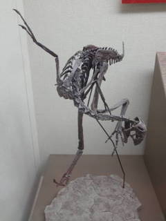黄河恐竜展0015.JPG